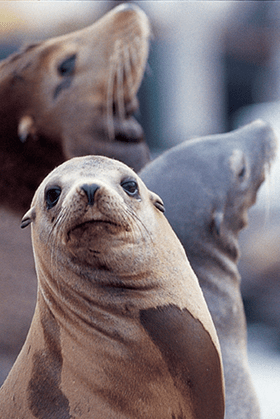 image from: http://www.pier39marina.com/the-sealions-at-pier39/