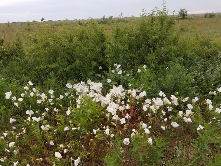 18839605_10211238844279637_2474816412111977923_o